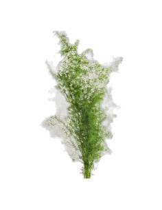 Botte d'asparagus Sprengeri stabilisé, feuillage fin et plumeux vert tendre