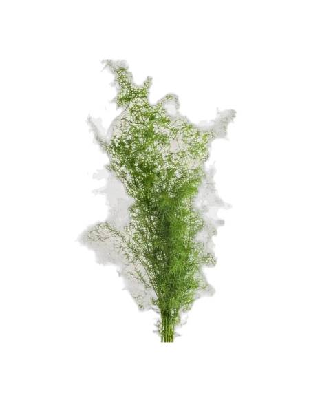 Botte d'asparagus Sprengeri stabilisé, feuillage fin et plumeux vert tendre