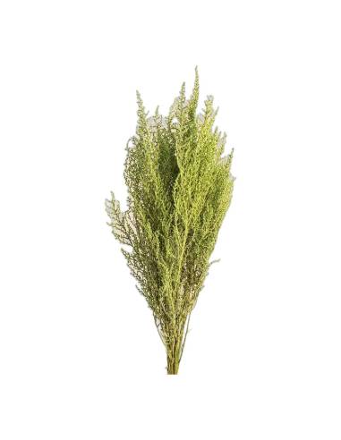 Botte de stoebe stabilisé vert citron, ramure fine