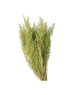 Botte de stoebe stabilisé vert citron, ramure fine 2