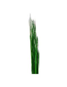 Brins de steel grass stabilisé, herbe fine et droite 2
