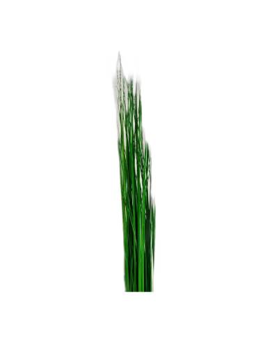 Détail des feuilles fines du steel grass stabilisé