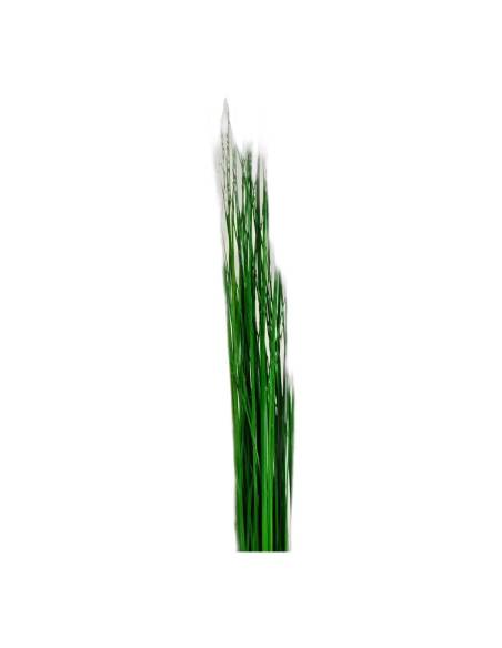 Détail des feuilles fines du steel grass stabilisé