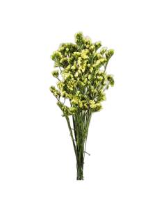 Statice stabilisé aux grappes de petites fleurs serrées