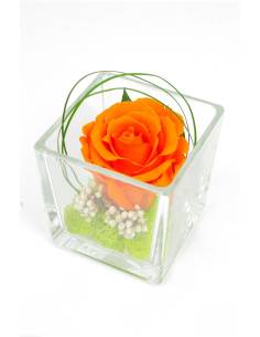 Cube déco rose éternelle Orange Lichen