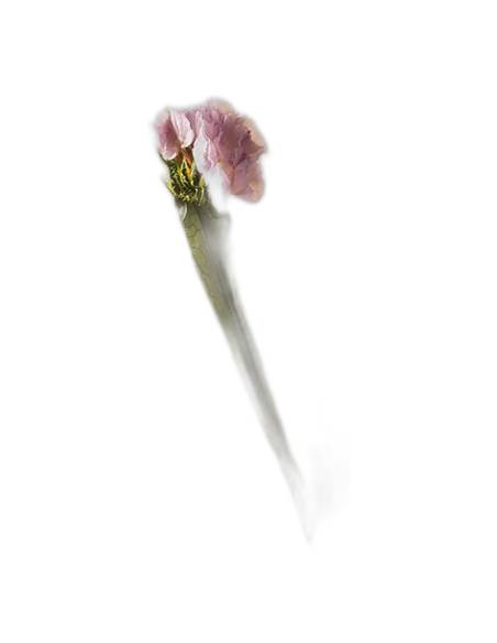 Détail des fleurs du statice stabilisé rose