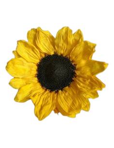 Tête de tournesol stabilisé, pétales jaune vif et cœur brun foncé, vue de face sur fond uni