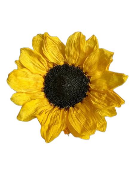 Tête de tournesol stabilisé, pétales jaune vif et cœur brun foncé, vue de face sur fond uni