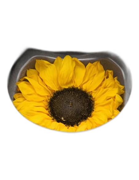 Tête de tournesol stabilisé dans sa boîte fermée à fenêtre ronde