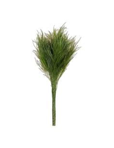 Botte de fougère arborescente stabilisée, feuillage fin vert, sur fond beige