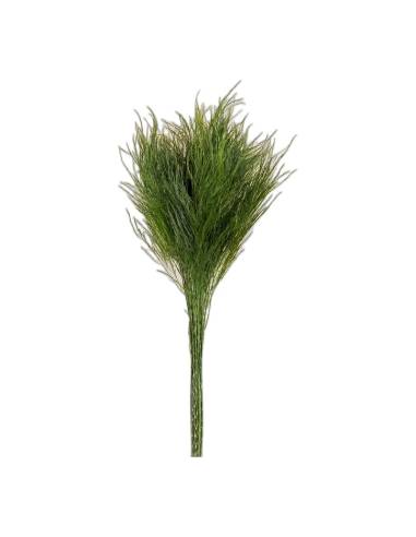 Botte de fougère arborescente stabilisée, feuillage fin vert, sur fond beige