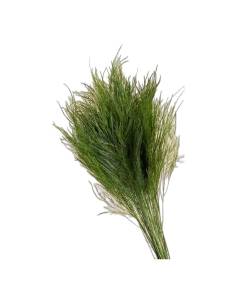 Botte de fougère arborescente stabilisée, feuillage fin vert, sur fond beige 2