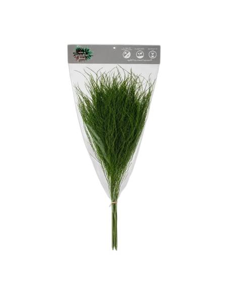 Botte de fougère arborescente stabilisée dans son fourreau de protection avec étiquette