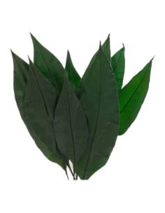Botte de feuilles tropicales stabilisées vert foncé, longues et lisses, nervure centrale marquée