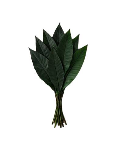 Feuilles tropicales stabilisées vertes posées à plat sur une table en bois, tiges liées