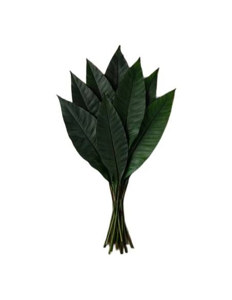 Feuilles tropicales stabilisées vertes posées à plat sur une table en bois, tiges liées