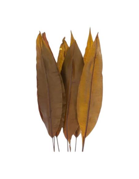 Botte de feuilles tropicales stabilisées aux tons olive et bronze, feuilles dressées