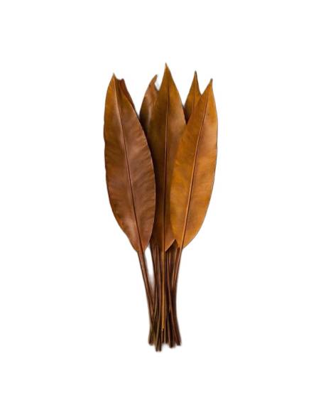 Feuilles tropicales stabilisées brun caramel posées à plat sur une table en bois