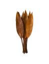 Feuilles tropicales stabilisées brun caramel posées à plat sur une table en bois