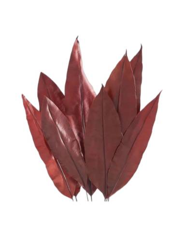 Botte de feuilles tropicales stabilisées rouge sombre, feuilles dressées en éventail