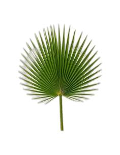 Feuille de palmier washingtonia stabilisée en éventail, vert naturel