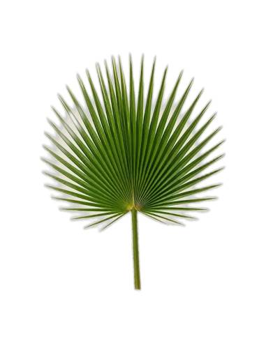 Feuille de palmier washingtonia stabilisée en éventail, vert naturel