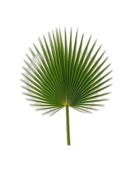 Feuille de palmier washingtonia stabilisée en éventail, vert naturel
