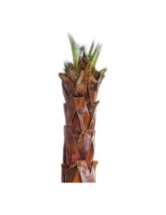 Feuille de palmier washingtonia stabilisée en éventail, vert naturel 2