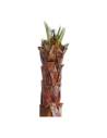 Détail des nervures de la palme de washingtonia stabilisée