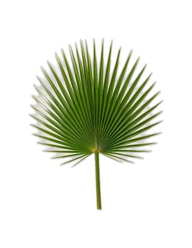 Palme de washingtonia stabilisée, taille 40-60 cm