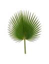 Palme de washingtonia stabilisée, taille 40-60 cm