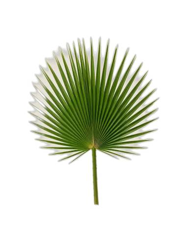 Palme de washingtonia stabilisée, taille 80-100 cm
