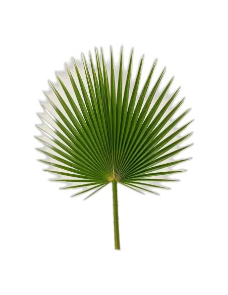Palme de washingtonia stabilisée, taille 80-100 cm