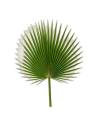 Palme de washingtonia stabilisée, taille 80-100 cm
