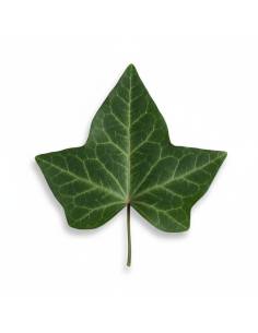 Feuille de lierre stabilisée, à l'unité