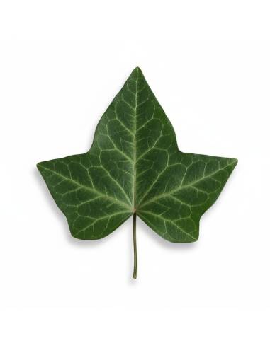 Feuille de lierre stabilisée, à l'unité