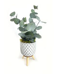 Mood Lisbona - Mini Eucalyptus