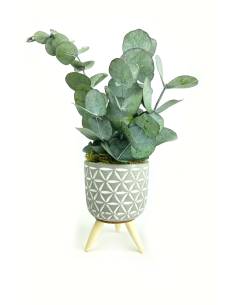 Mood Porto - Mini Eucalyptus