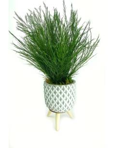 Mood Lisbona - Mini Tree Fern