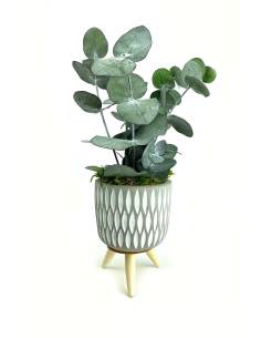 Mood Aamadora - Mini Eucalyptus