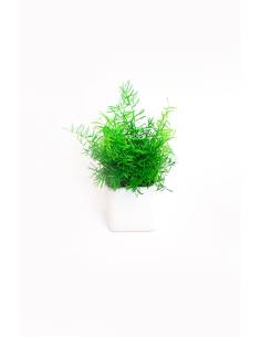 Plante - Mini Sprengerri