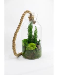 Terra Bottle - Mini terrarium stabilisé