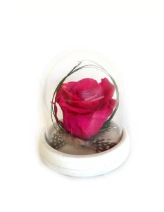 Rose éternelle Rose Fuschia dans sa cloche XS