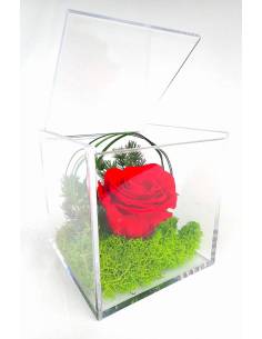 Flower cube rose éternelle Rouge
