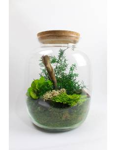 Terra Small - Terrarium stabilisé