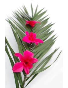 Orchidée denbrodium Fuchsia x 1
