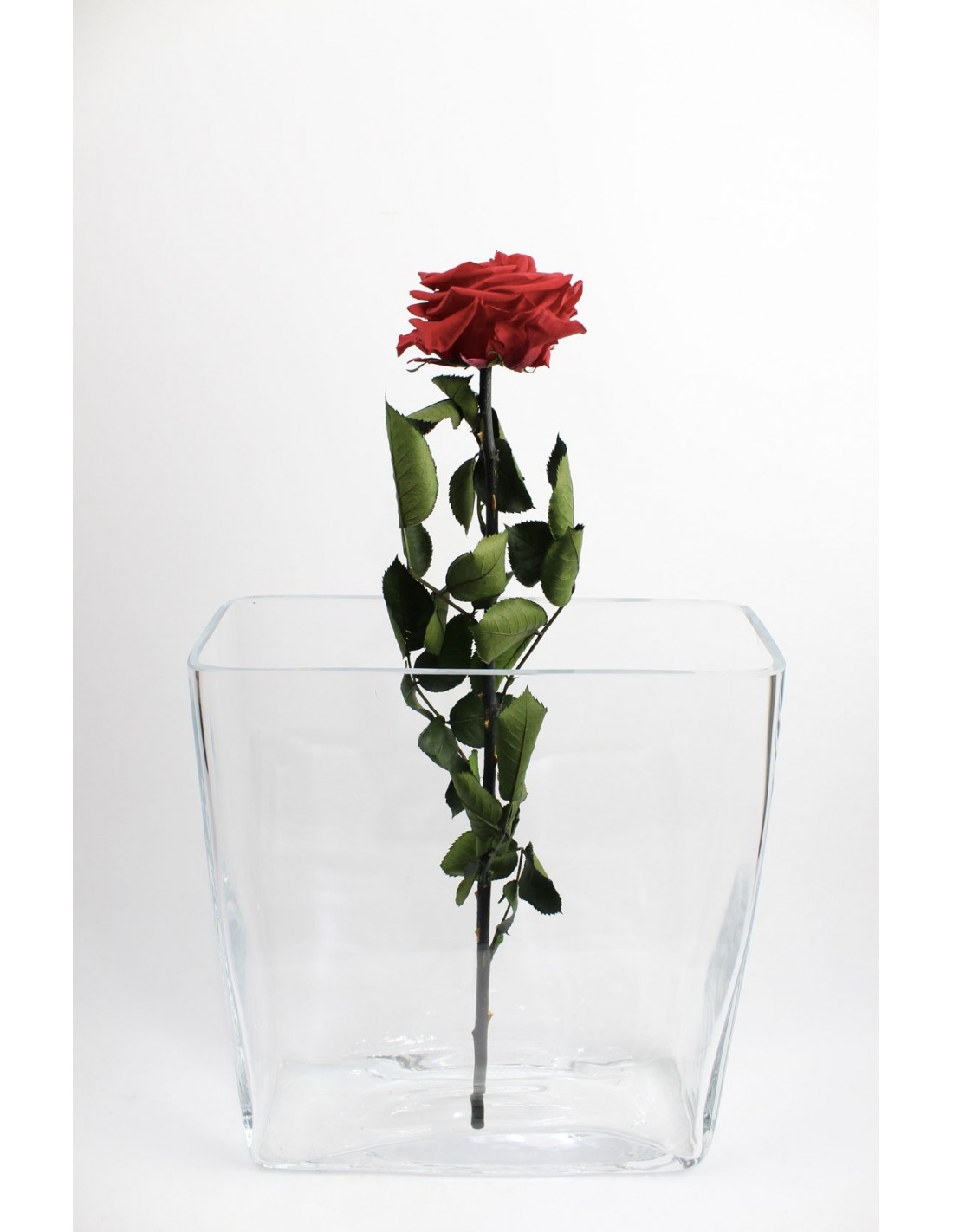25-27 cm de hauteur La Rose éternelle rouge Rose naturelle stabilisée Decoflorales®