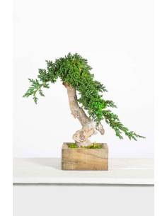 Bonsai root Juniperus