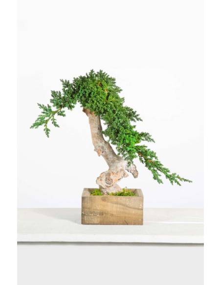 Bonsai root Juniperus