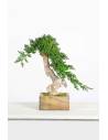 Bonsai root Juniperus
